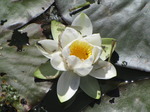 SX14200 Damselflies and empty nymphal skins on White Water-lily (Nymphaea alba).jpg